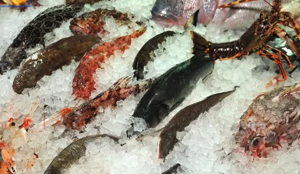 display fish freezer